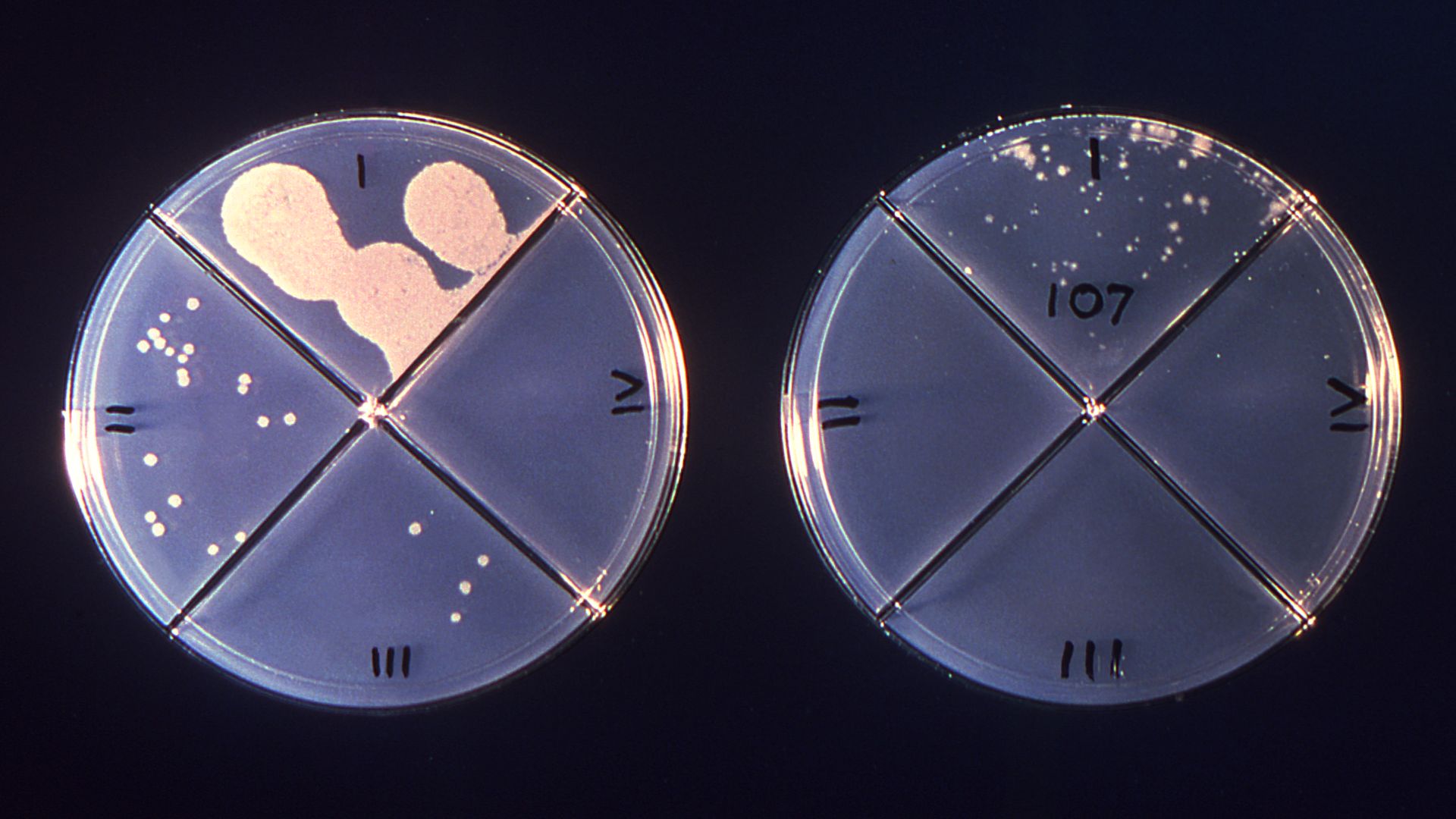 Мы будем бороться за него История Генри Рейдера и вызовы лекарственно-устойчивого туберкулеза