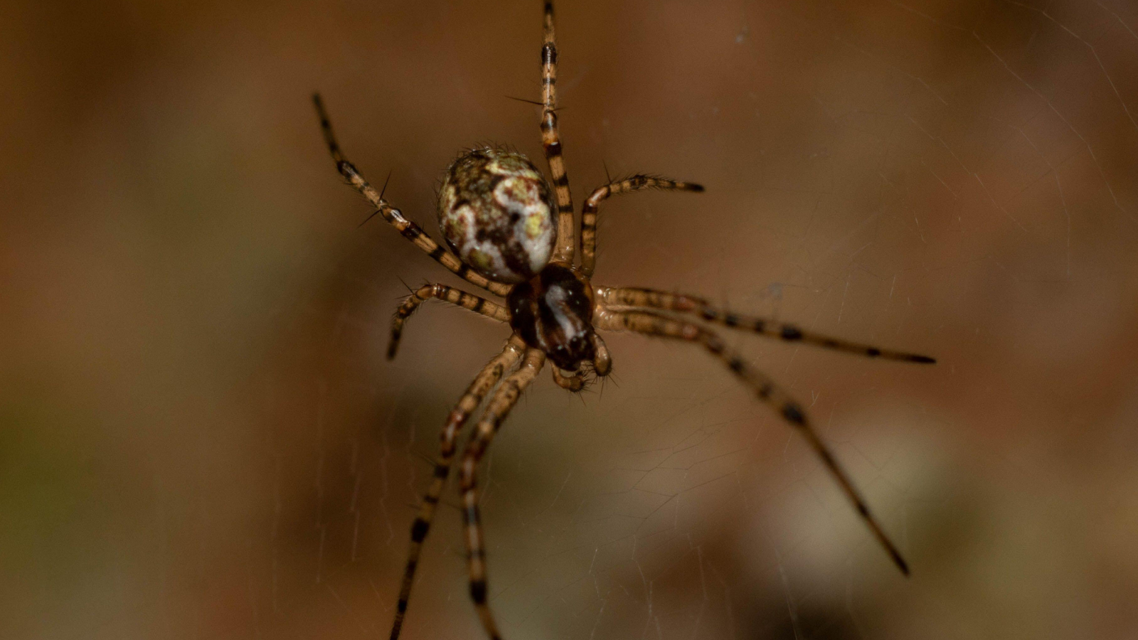 Азиатский паук-отшельник становится сильнее после отбрасывания пениса