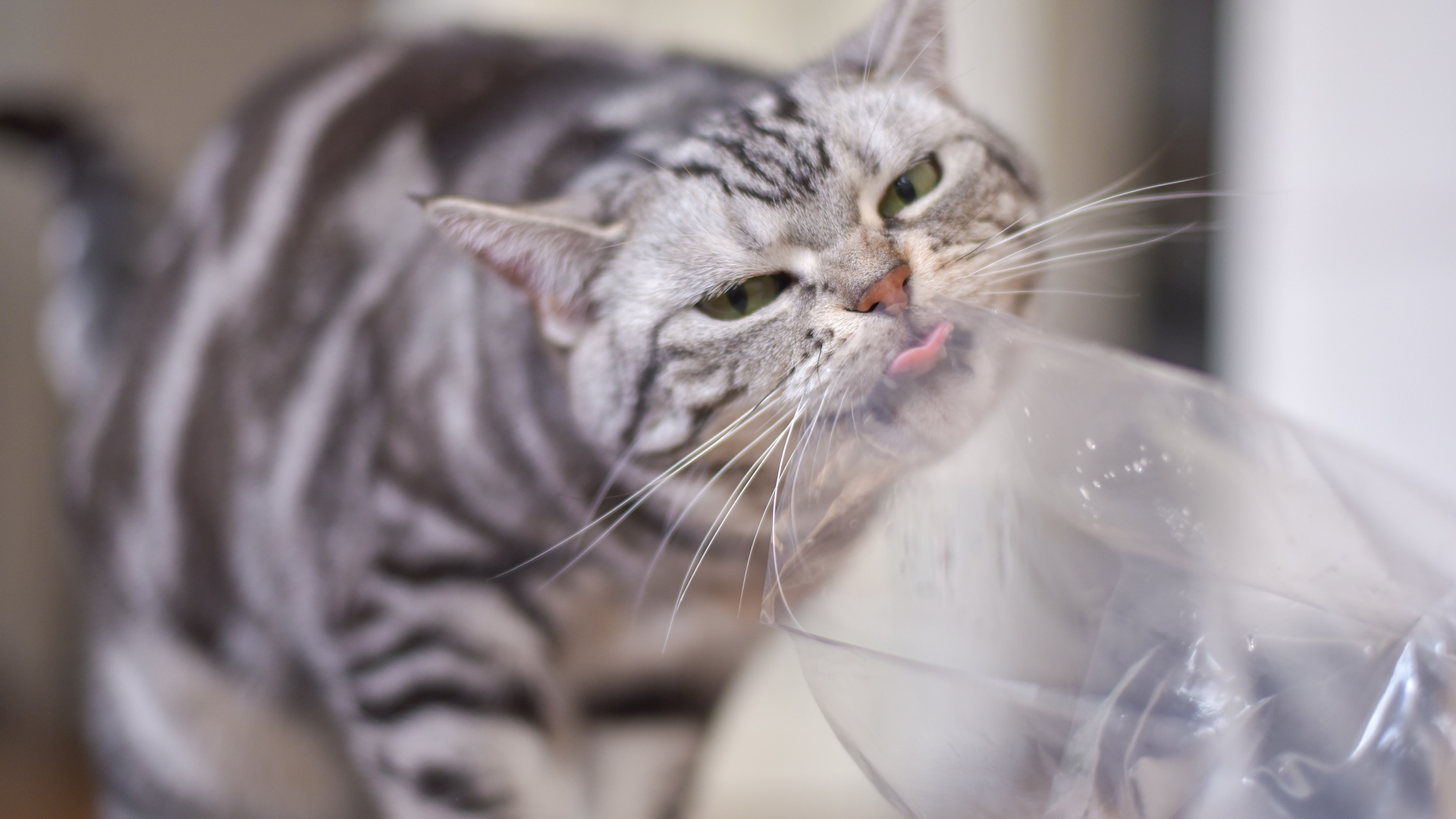 Почему кошки лижут полиэтиленовые пакеты