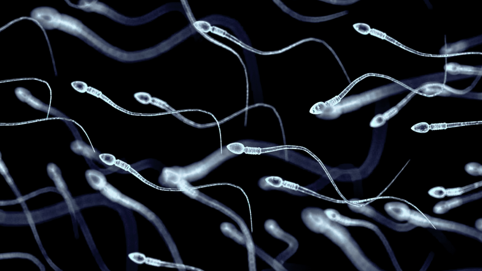 Первый в мире трансплантат стволовых клеток для производства спермы