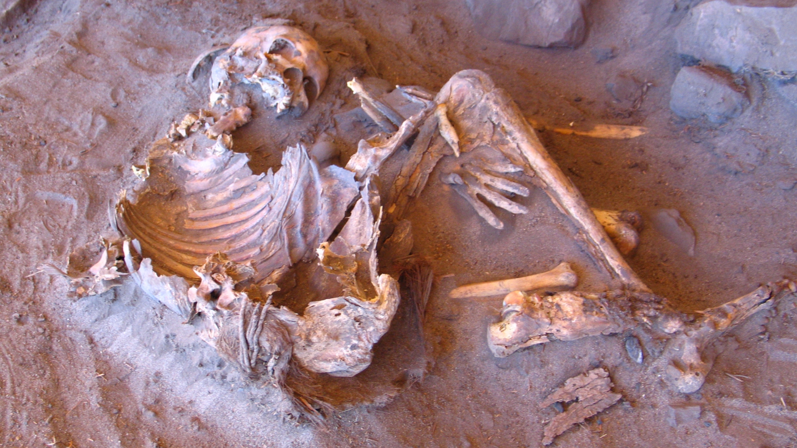 Затерянный род человечества обнаружен в древней Зеленой Сахаре