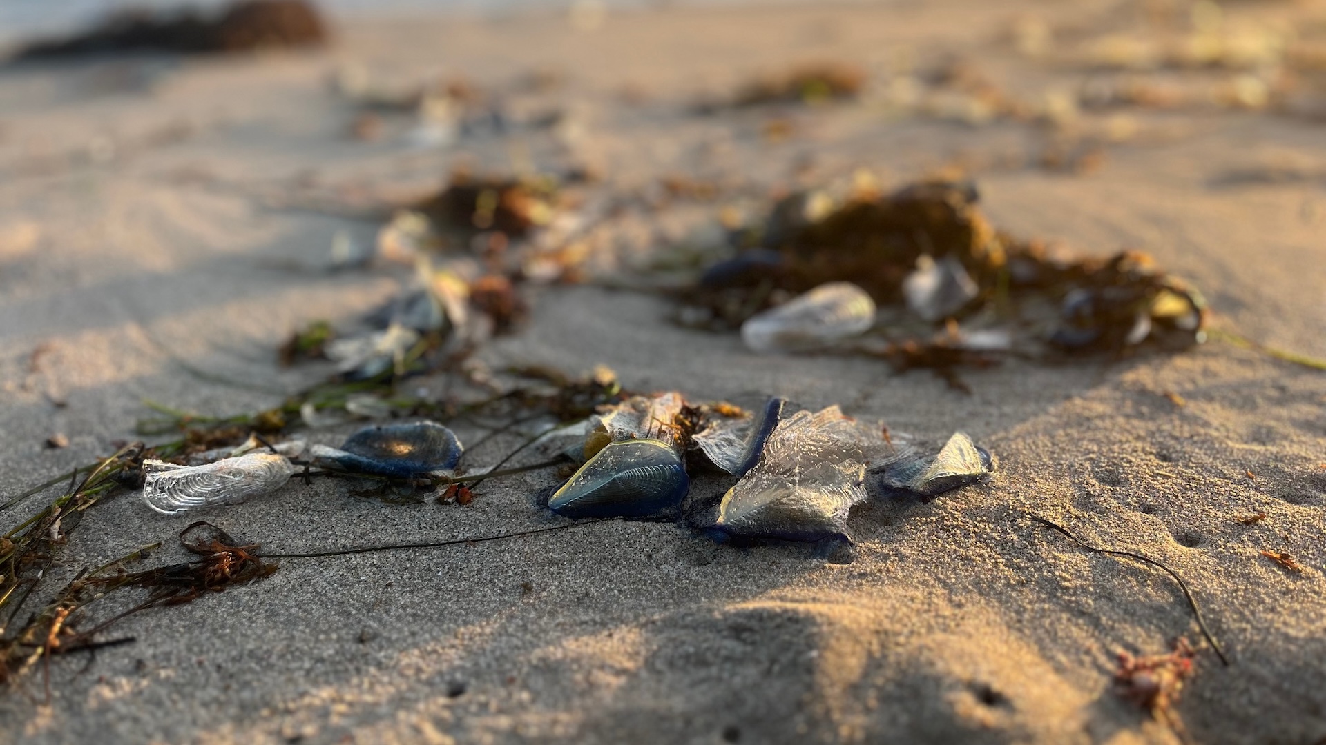 Тысячи загадочных синих существ заполонили пляжи Калифорнии