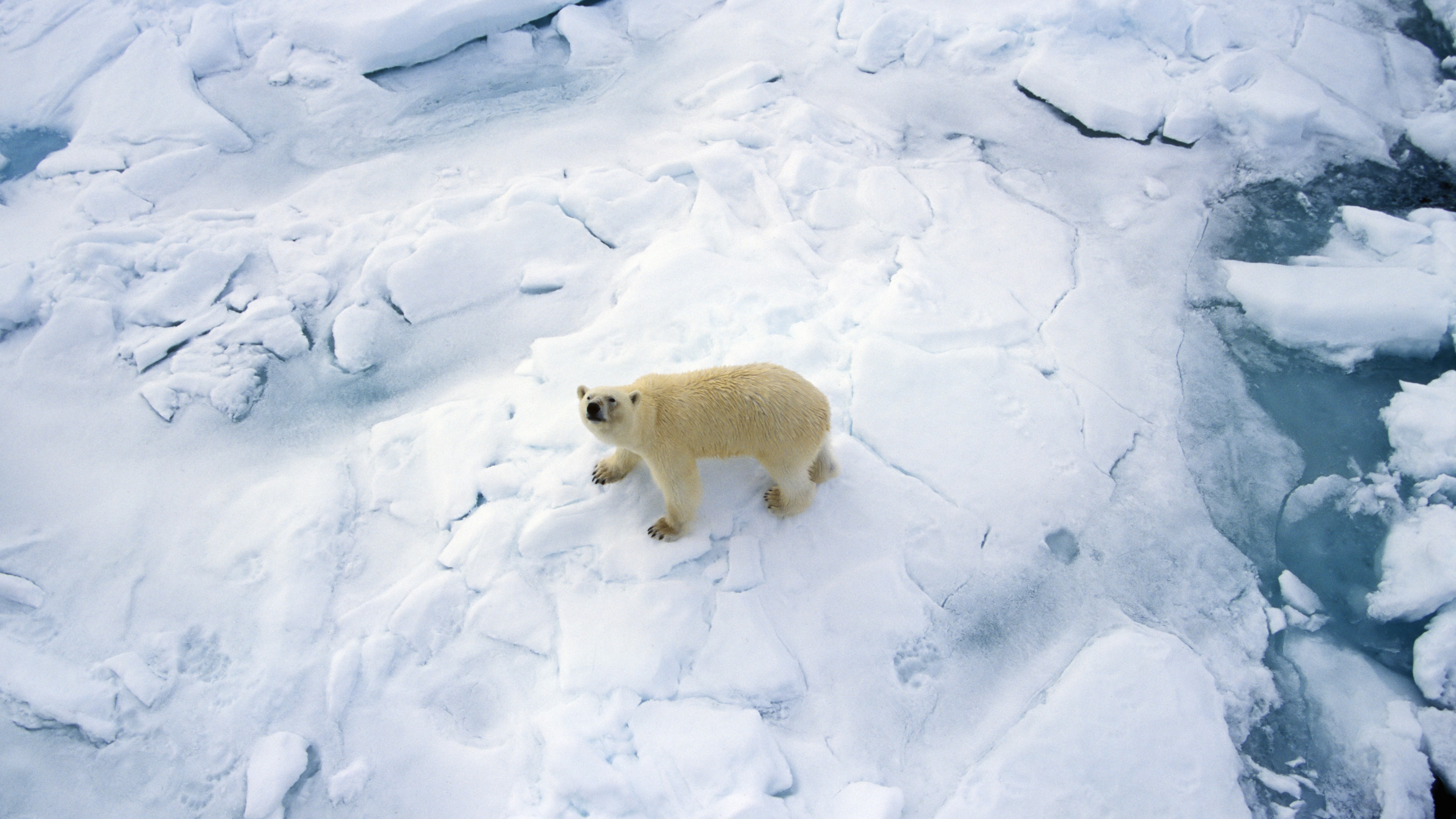 Арктический лед достиг рекордного минимума за 47 лет наблюдений