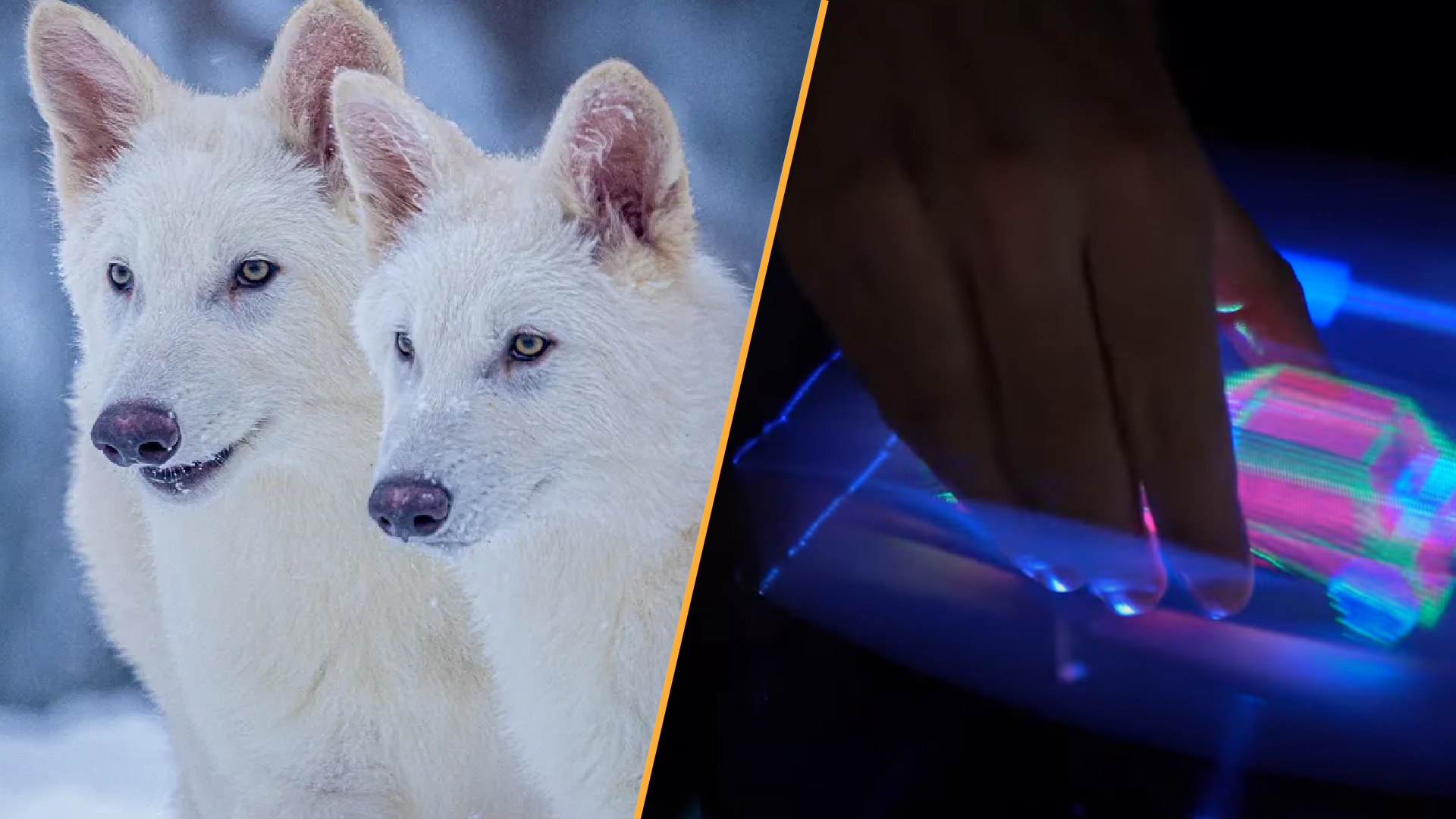 Ученые воскресили волков ледникового периода а технология 3D-голограмм совершила прорыв