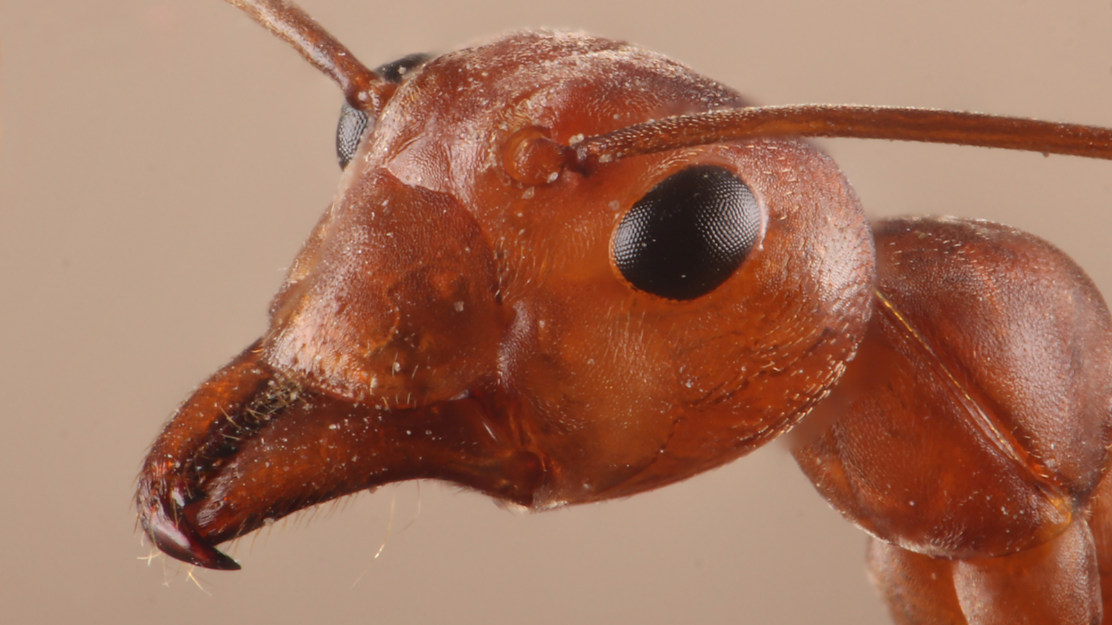 Насекомые-зомби как паразиты захватывают контроль над муравьями