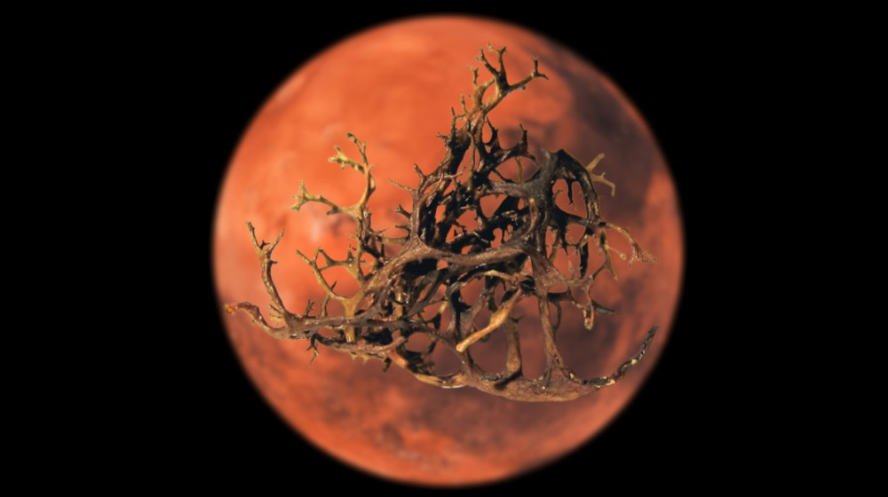 Лишайники могут выжить на Марсе — но только в симбиозе