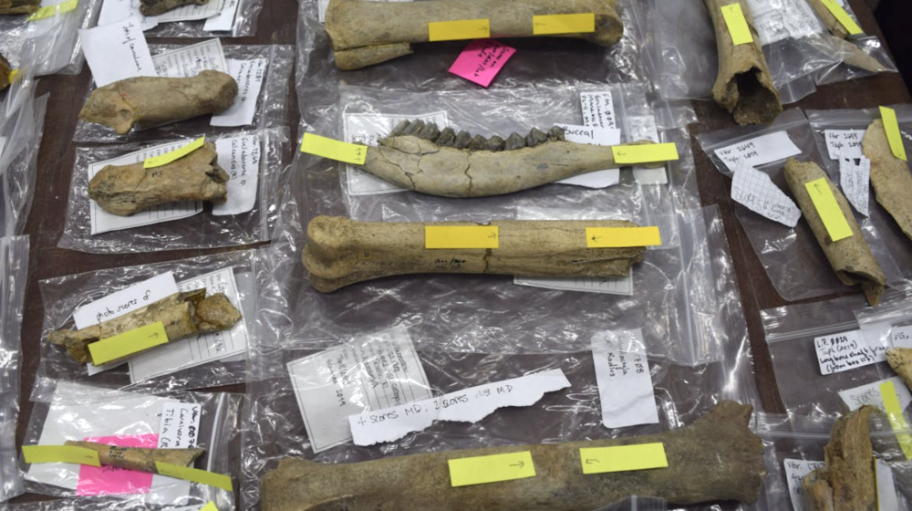 Древние предки человека жили в Евразии почти 2 миллиона лет назад