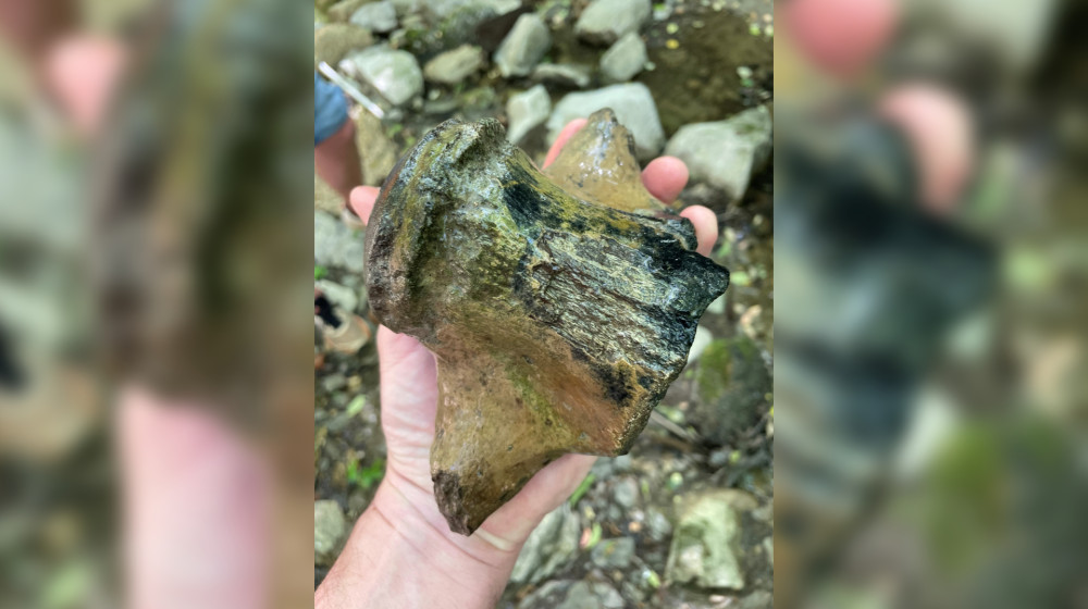 Гигантский "морской дракон" из Миссисипи претендует на звание крупнейшего мозазавра в истории штата