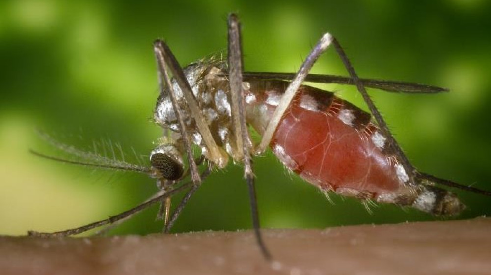 Вирус Ла-Кросс – редкая инфекция, которая атакует мозг через укус комара