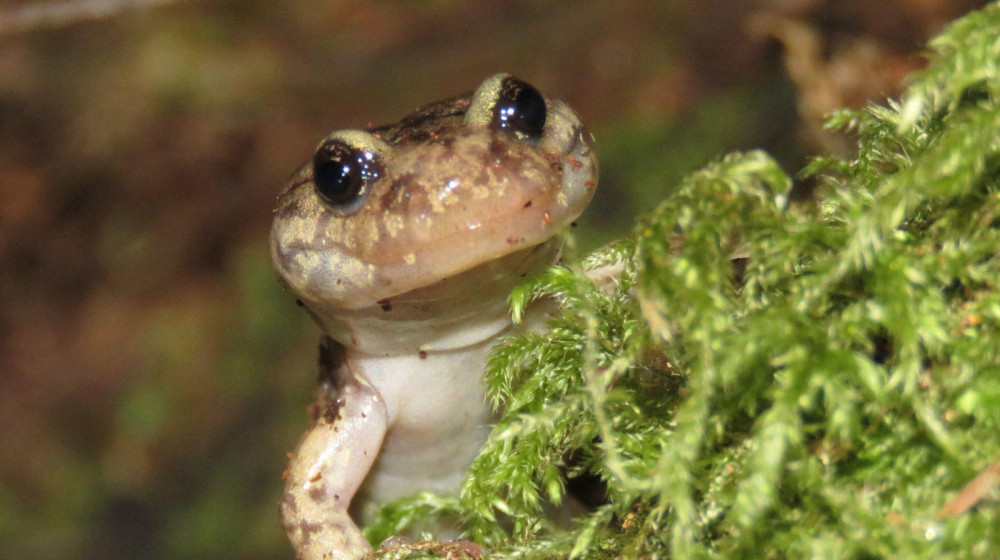 Блуждающая саламандра использует кровь как гидравлическую систему для лазания по деревьям