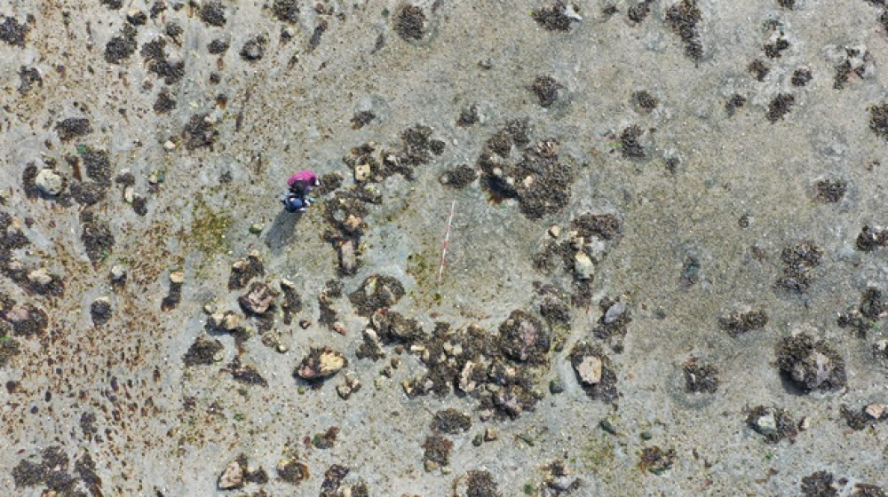 Затерянные каменные круги Шотландии раскрывают тайну миграции древних людей