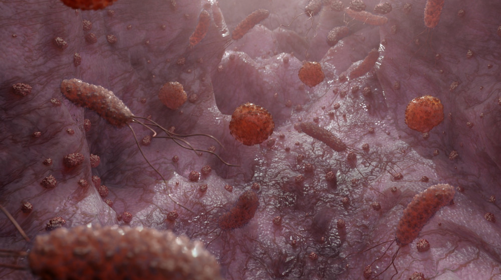 Обычный грибок в кишечнике может вылечить жировую болезнь печени