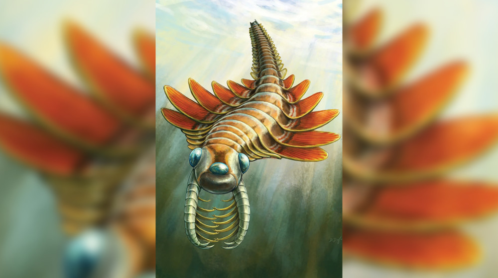 Полумиллиардолетний хищник с тремя глазами дышал жабрами на задней части тела