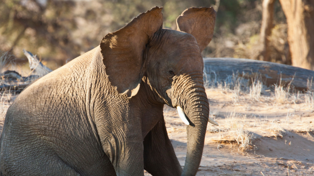 Секрет гигантских ушей слонов раскрыт наукой