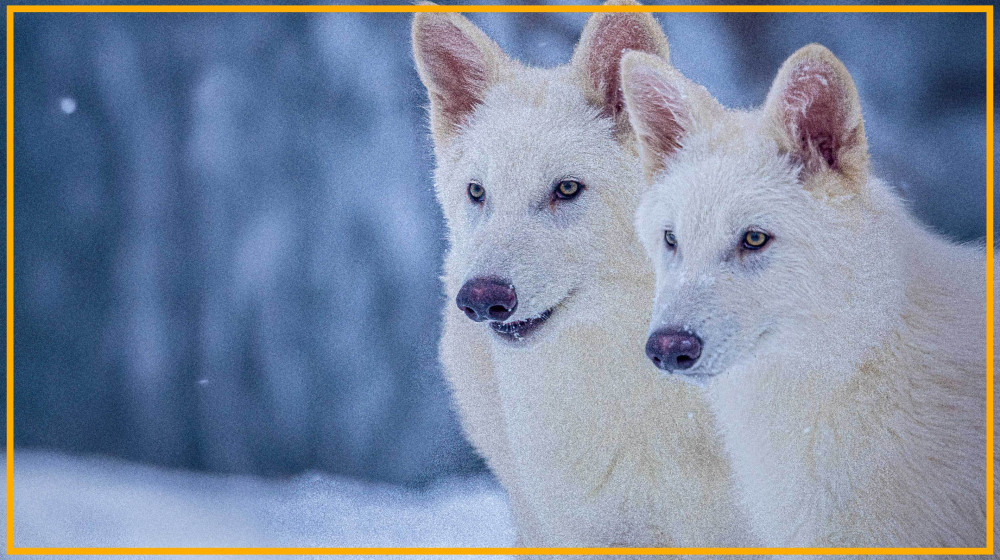 COLOSSAL BIOSCIENCES ИГРАЕТ В БОГА И ПРОИГРЫВАЕТ НАУКУ