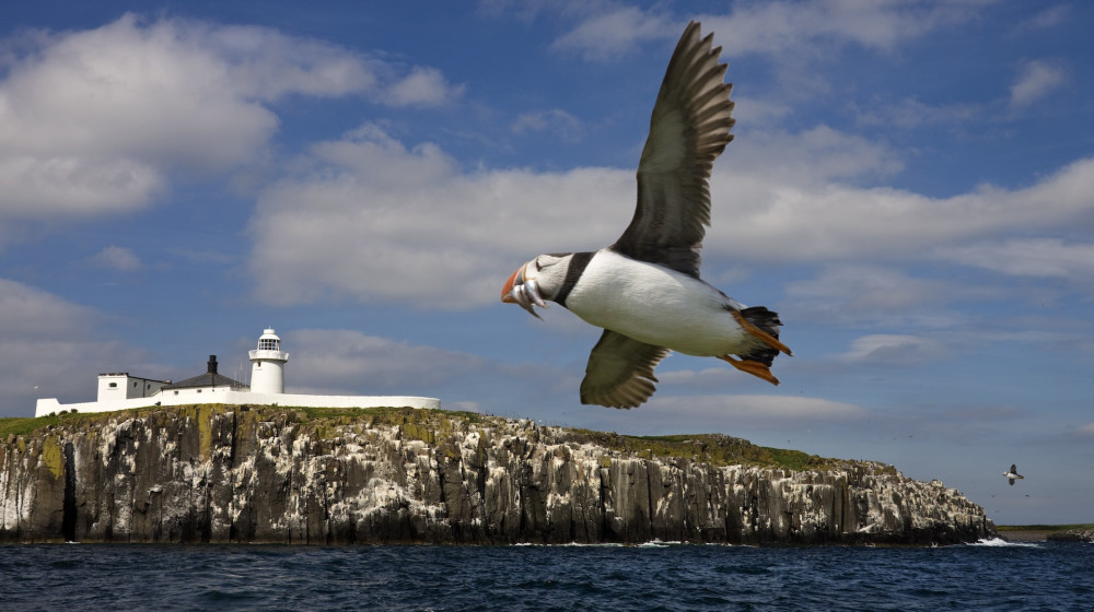 Птицы умнее чем вы думаете проверьте свои знания в нашем тесте
