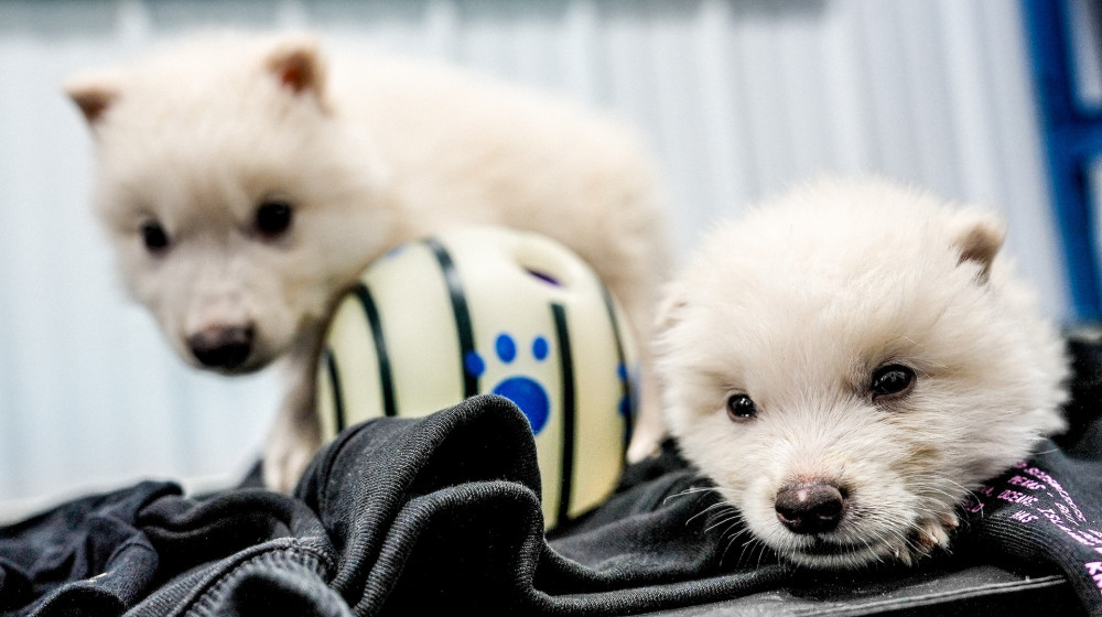 Ученые Colossal не воскресили ужасных волков это просто серые волки с 20 правками генов