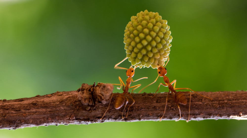 Эти существа правят миром и вы даже не подозреваете насколько