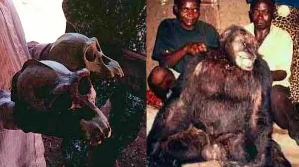 Тайны Конго: 5 жутких открытий, потрясших весь мир