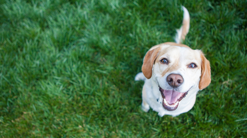 Третий этап одомашнивания собак может изменить всё