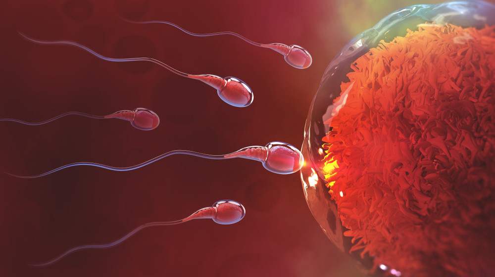 Разгадывая тайну навигации сперматозоидов