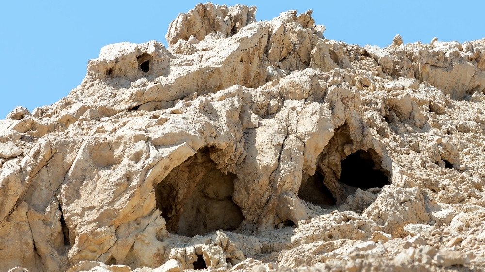 Древнее семя, которое выросло в дерево через тысячу лет — ученые оживили библейское растение