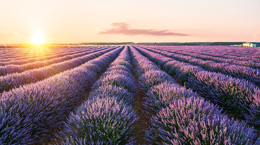 Лаванда заменяет литий и меняет будущее хранения энергии