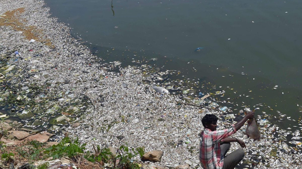 Диклофенак стал причиной экологической катастрофы в Индии