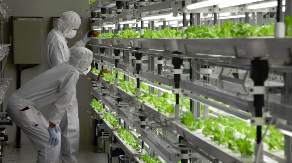 Фермы органов Китайские лаборатории выращивают тела без мозга и это только начало