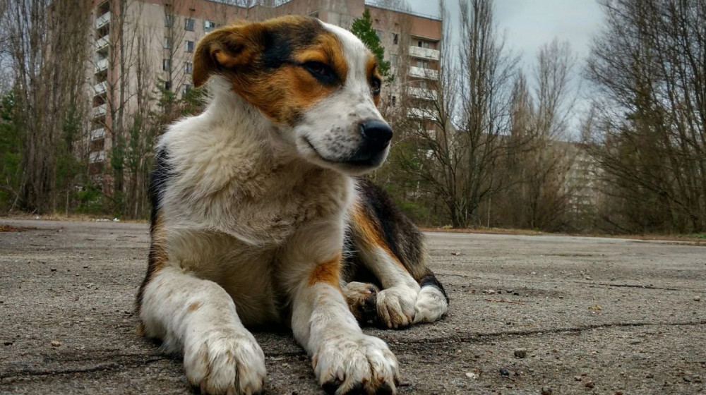 Таинственные мутанты Чернобыля раскрыли секреты NASA и российские ученые нашли доказательства