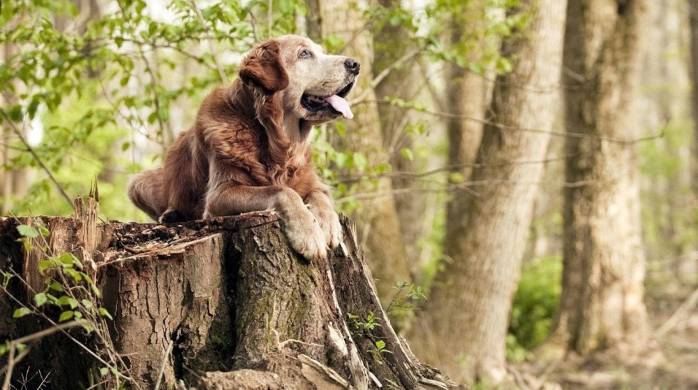 Собака, привязанная к дереву в Бресте, привлекла внимание общественности