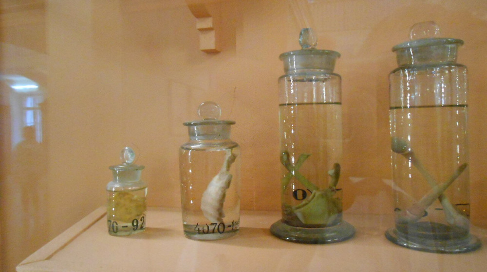 Неизвестные существа Кунсткамеры