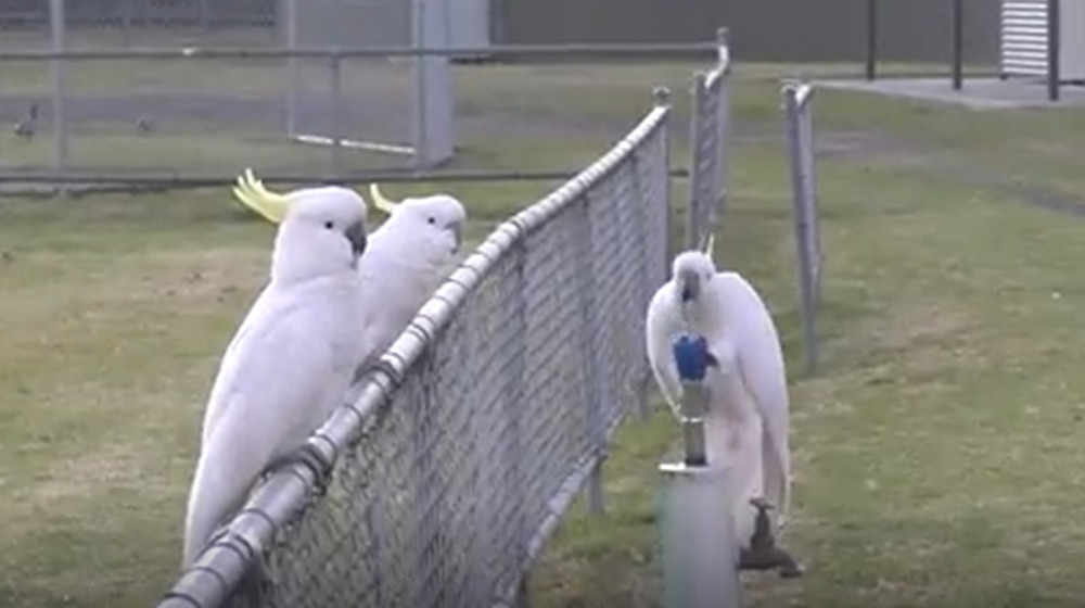 Австралийские "мусорные попугаи" создали свою уникальную "традицию питья"