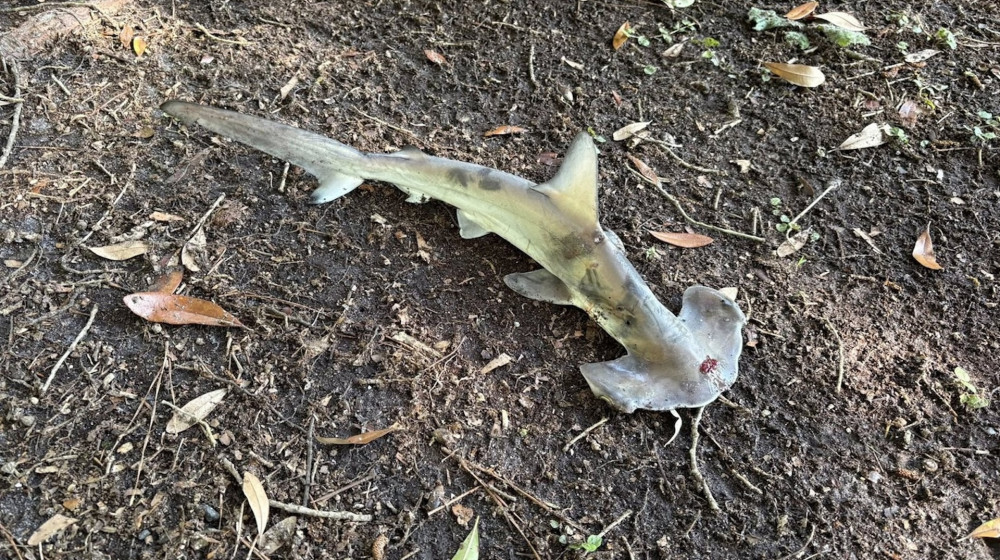  Hammerhead shark falls from sky in South Carolina, interrupting disc golf game 