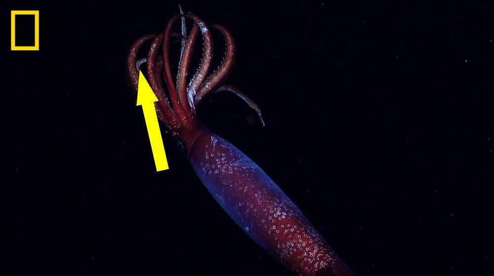  Haunting blood-red squid with large hooks drifts through Antarctic ocean's midnight zone in world-first video 