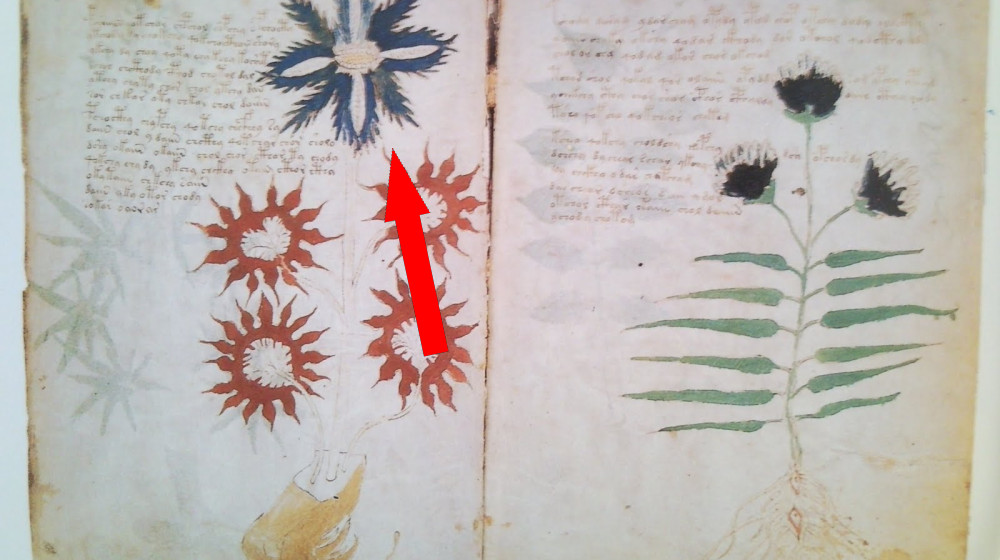 Манускрипт Войнича: загадка древних письмен и иллюзий