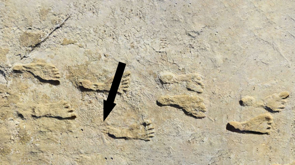 Древние отпечатки жизни раскрывают тайны мира миллионы лет назад