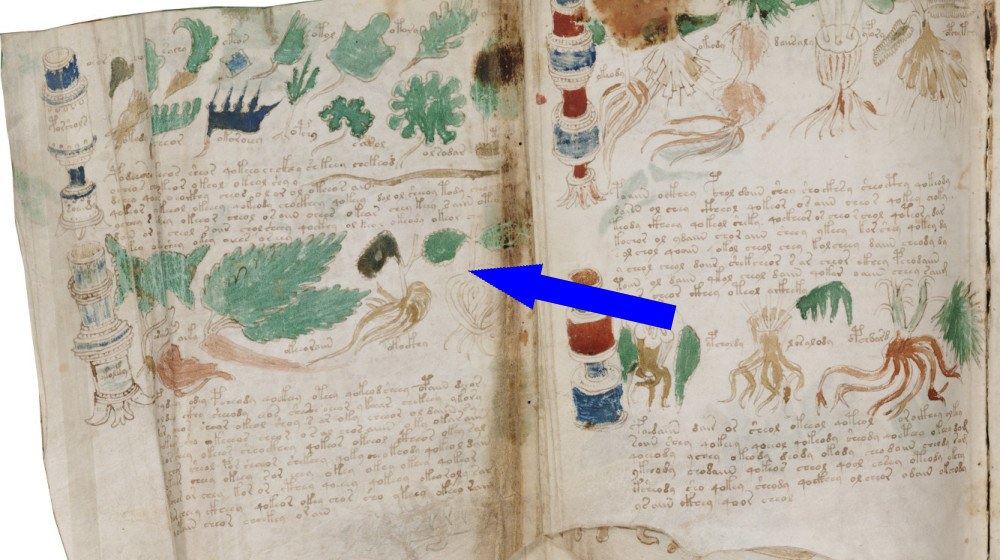 Манускрипт Войнича разгадка или загадка века