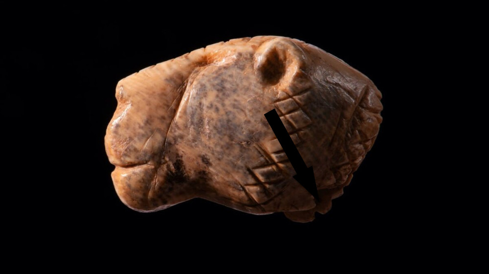 Черепа Паракаса раскрывают тайны древних чудовищ