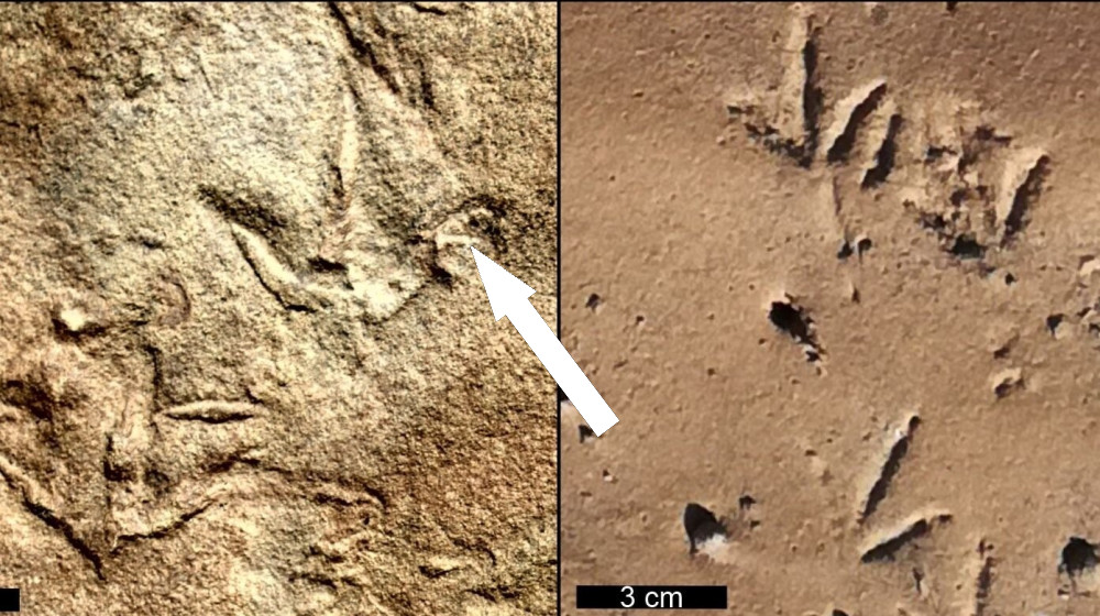 Загадка "дьявольских следов" в Девоне: отпечатки неизвестного существа