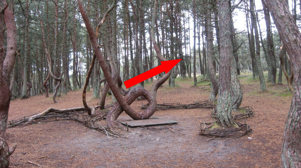 Тайна танцующего леса на Куршской косе раскрыта или обман?