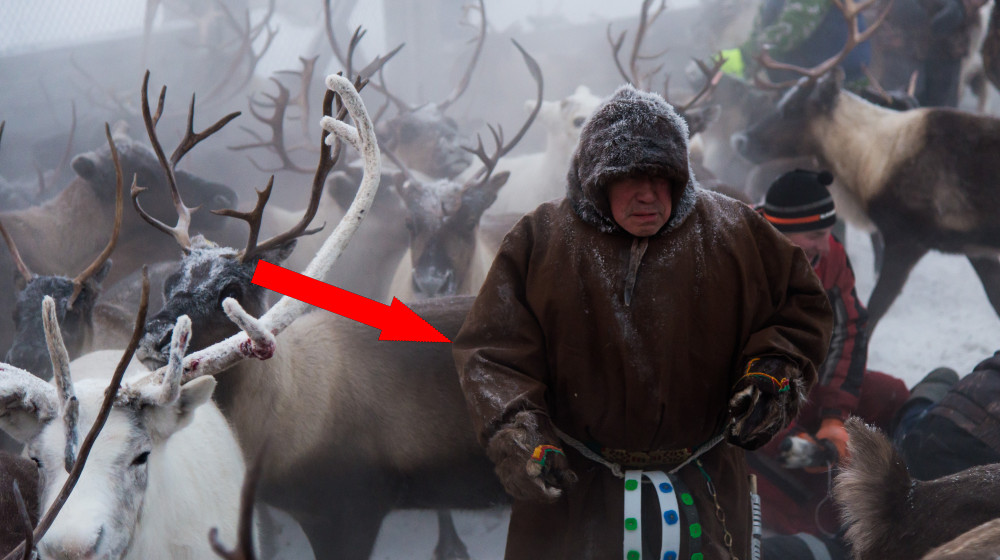 Тайны коми: как охотники и оленеводы завоевывают северные просторы