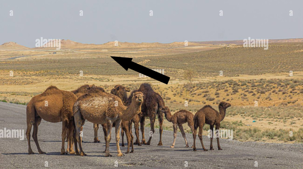 Тайны кочевников пустыни Туркмения раскроются перед вами