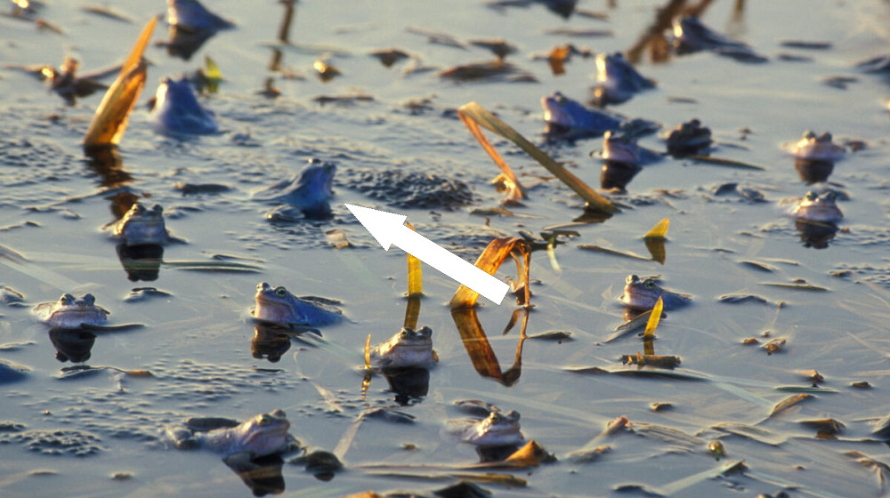 Дождь из рыб и лягушек: аномальные осадки животных в разных странах