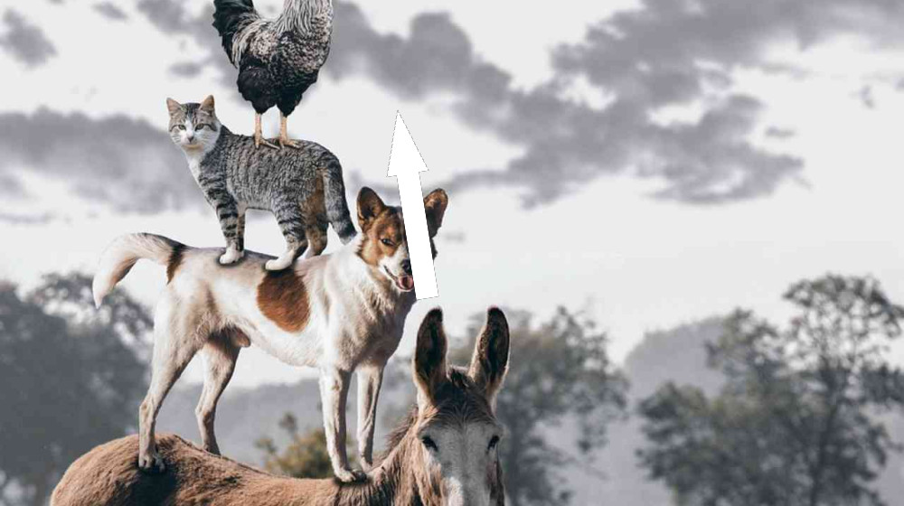 Знаки бедствия: почему животные ведут себя странно перед катастрофами