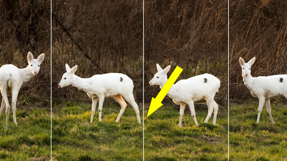 Альбиносы в дикой природе: Почему их число резко растет и что это значит для экосистемы