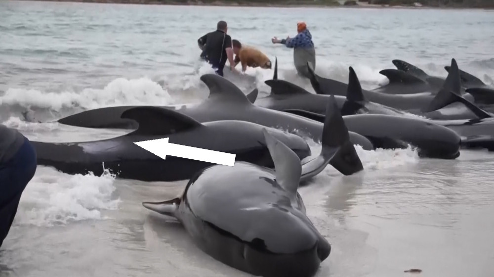 Таинственные массовые самоубийства китов: что скрывается за выбросами на берег