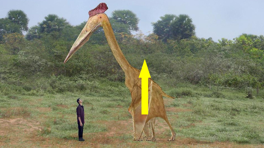 ГИГАНТЫ НА ПЛАНЕТЕ: Необычно крупные представители видов и их тайны