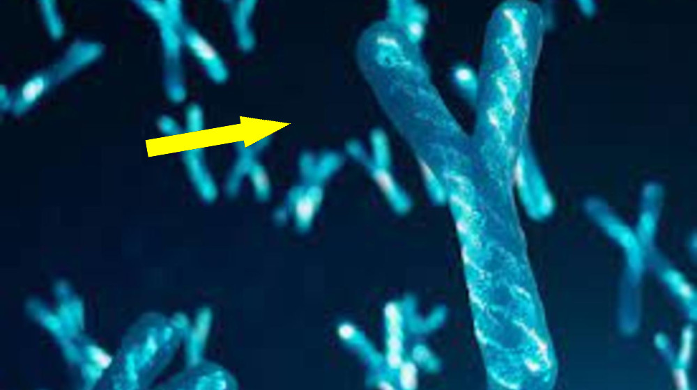Мутации после техногенных катастроф: изменения в ДНК живых организмов