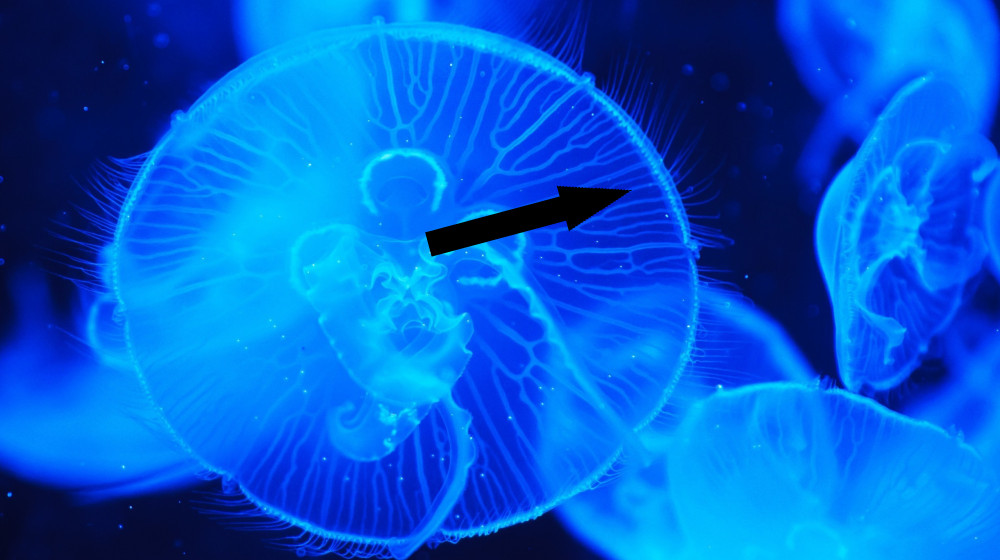 Таинственные светлячки на грани науки и фантастики